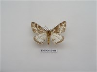 藏品(尺蛾129)的圖片